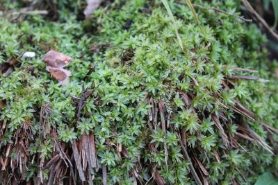 Atrichum crispum, photographed by Violet T.