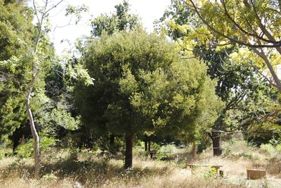 Afrocarpus falcatus, photographed by Tony Rebelo