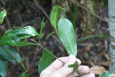 Ceratopetalum apetalum, photographed by Greg Tasney