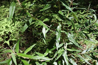 Olearia heterocarpa, photographed by Greg Tasney