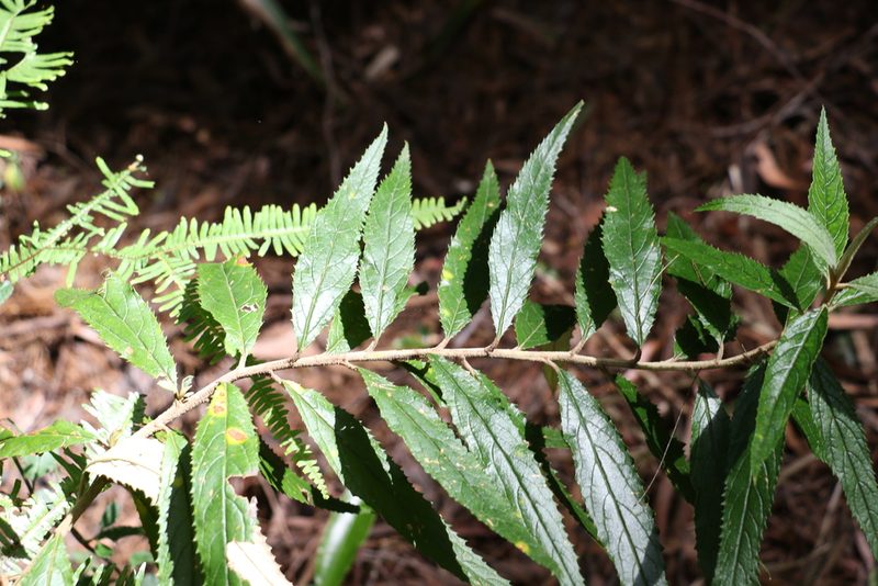 Olearia heterocarpa, photographed by Greg Tasney