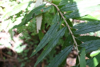 Olearia heterocarpa, photographed by Greg Tasney