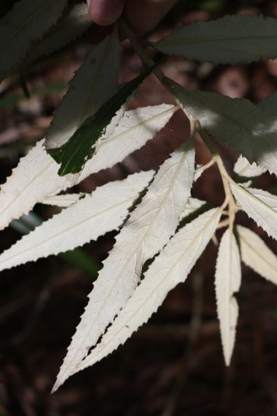 Olearia heterocarpa, photographed by Greg Tasney