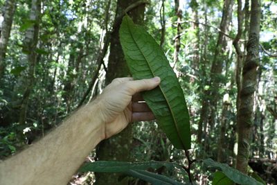 Helicia ferruginea, photographed by Greg Tasney