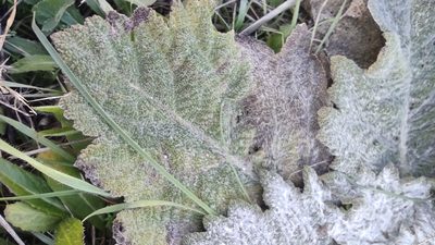 Salvia argentea, photographed by Sara Navarro