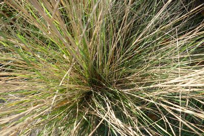Elymus repens, photographed by Sara Navarro