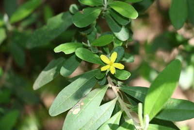 Hibbertia hexandra, photographed by Greg Tasney