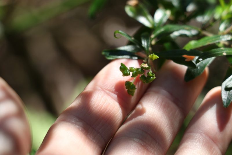 Leionema beckleri, photographed by Greg Tasney