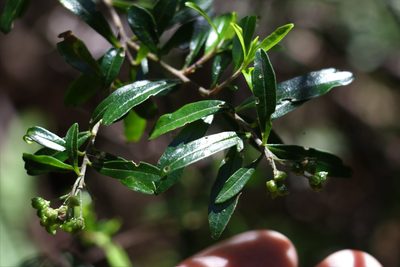 Leionema beckleri, photographed by Greg Tasney