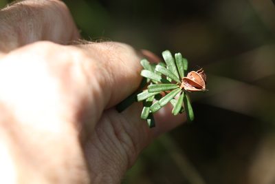 Pultenaea retusa, photographed by Greg Tasney