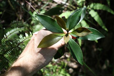 Tristaniopsis collina, photographed by Greg Tasney
