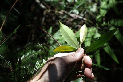 Tristaniopsis collina, photographed by Greg Tasney