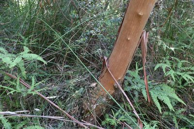 Eucalyptus microcodon, photographed by Greg Tasney