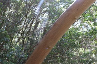 Eucalyptus microcodon, photographed by Greg Tasney