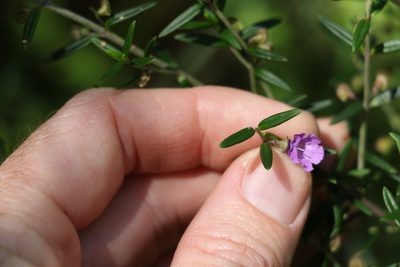 Prostanthera scutellarioides, photographed by Greg Tasney