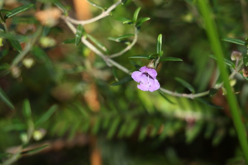 Prostanthera scutellarioides, photographed by Greg Tasney