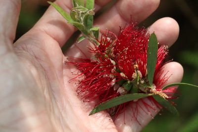 Melaleuca montana, photographed by Greg Tasney
