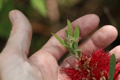 Melaleuca montana, photographed by Greg Tasney