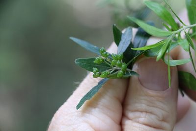 Leionema beckleri, photographed by Greg Tasney
