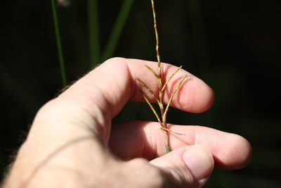 Lepidosperma clipeicola, photographed by Greg Tasney