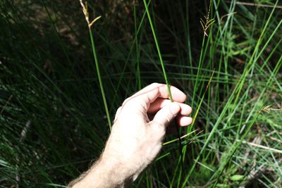 Lepidosperma clipeicola, photographed by Greg Tasney
