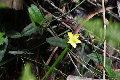 Hibbertia dentata, photographed by Greg Tasney