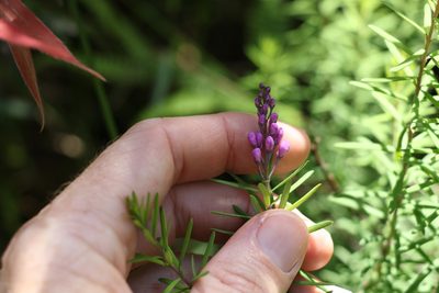 Comesperma esulifolium, photographed by Greg Tasney