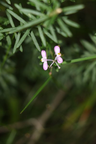 Comesperma esulifolium, photographed by Greg Tasney