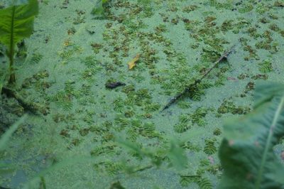 Salvinia natans, photographed by Olena V. Vakarenko