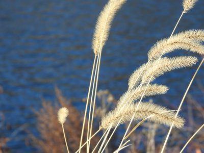Setaria faberi, photographed by Surly Aardvark