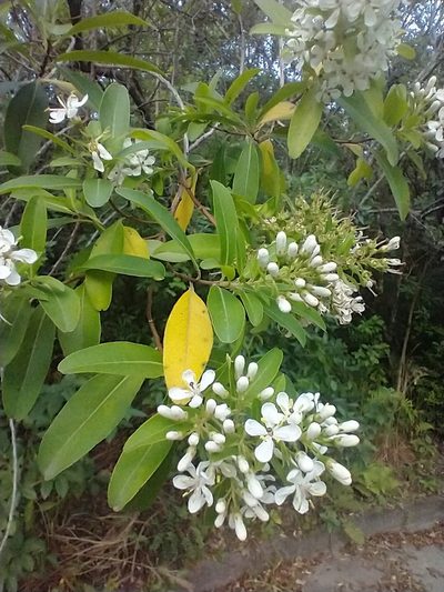 Escallonia bifida, photographed by Cristiane Colodel