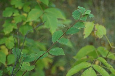 Prunus tomentosa, photographed by Olena V. Vakarenko