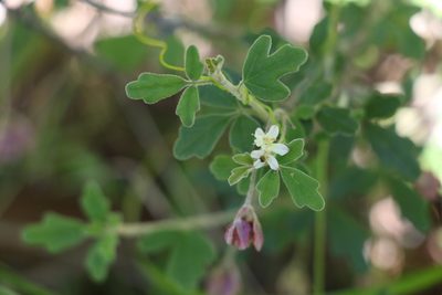 Xanthosia pilosa, photographed by Greg Tasney