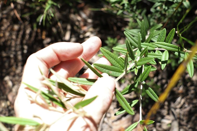 Oxylobium arborescens, photographed by Greg Tasney