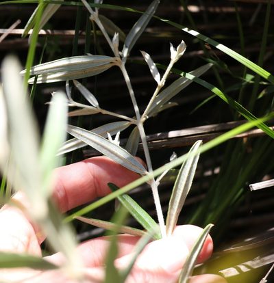 Oxylobium arborescens, photographed by Greg Tasney