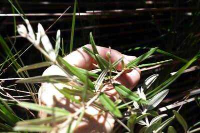 Oxylobium arborescens, photographed by Greg Tasney