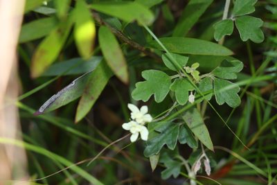 Xanthosia pilosa, photographed by Greg Tasney