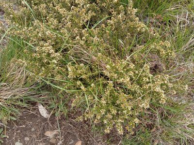 Grevillea australis, photographed by Michael McBain