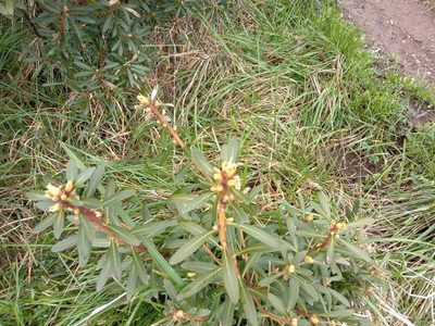 Tasmannia xerophila, photographed by Michael McBain