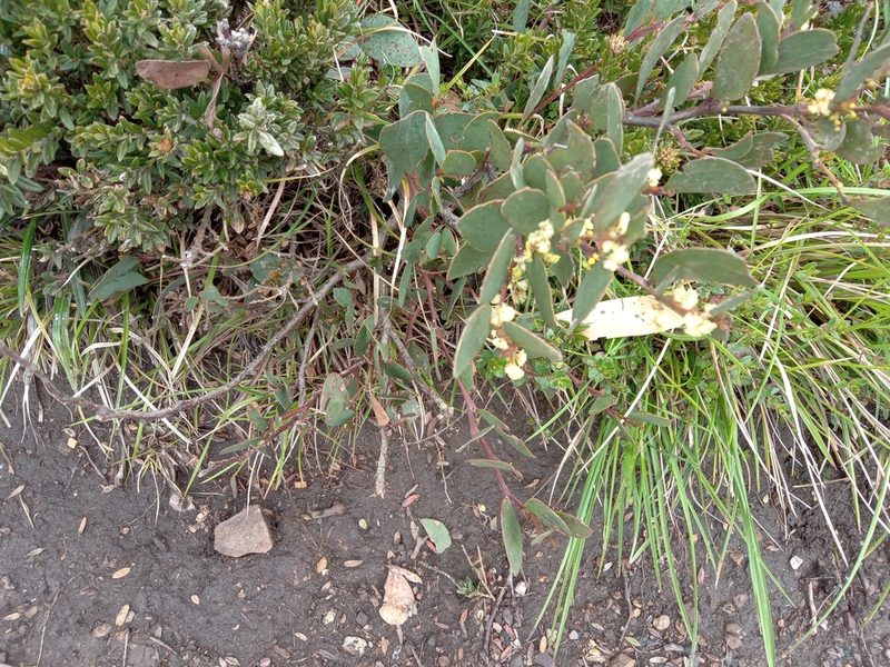 Acacia alpina, photographed by Michael McBain
