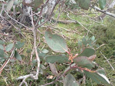 Eucalyptus pauciflora, photographed by Michael McBain