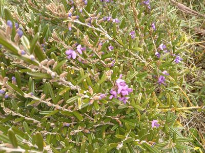 Hovea montana, photographed by Michael McBain