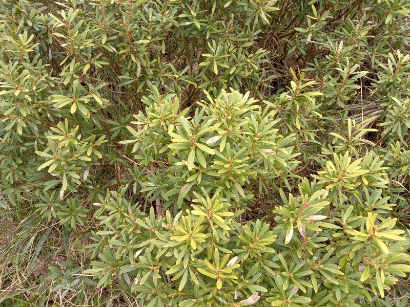 Tasmannia xerophila, photographed by Michael McBain