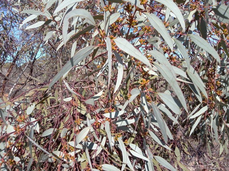 Eucalyptus dumosa, photographed by Michael McBain