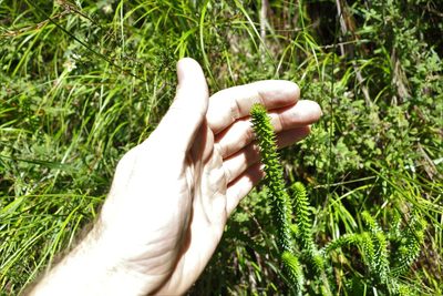 Woollsia pungens, photographed by Greg Tasney