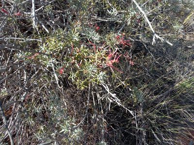 Grevillea huegelii, photographed by Michael McBain