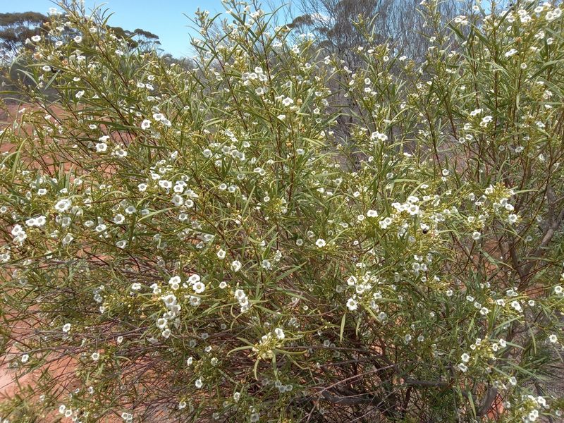 Duboisia hopwoodii, photographed by Michael McBain