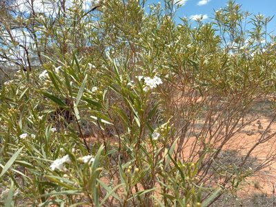 Duboisia hopwoodii, photographed by Michael McBain