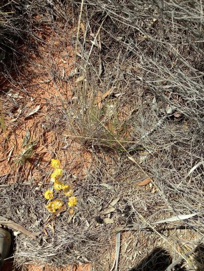 Waitzia acuminata, photographed by Michael McBain