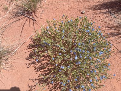 Halgania cyanea, photographed by Michael McBain